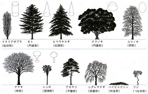 樹型種類|樹形(ジュケイ)とは？ 意味や使い方